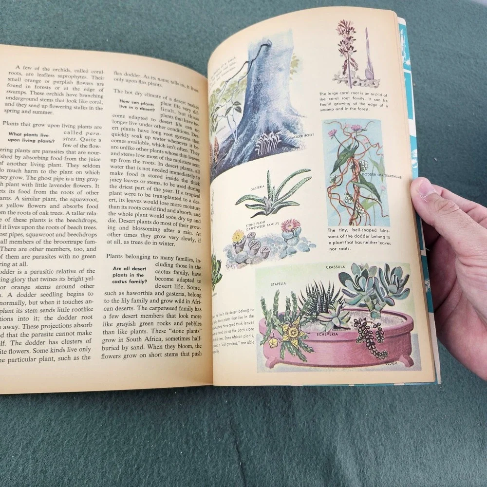 The How and‎ Why Wonder Book of Wild Flowers 1962 Vintage Children's Book